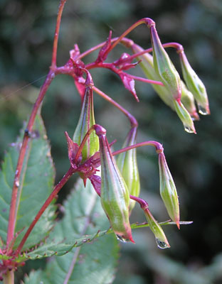 Drüsiges Springkraut, Impatiens gladulifera